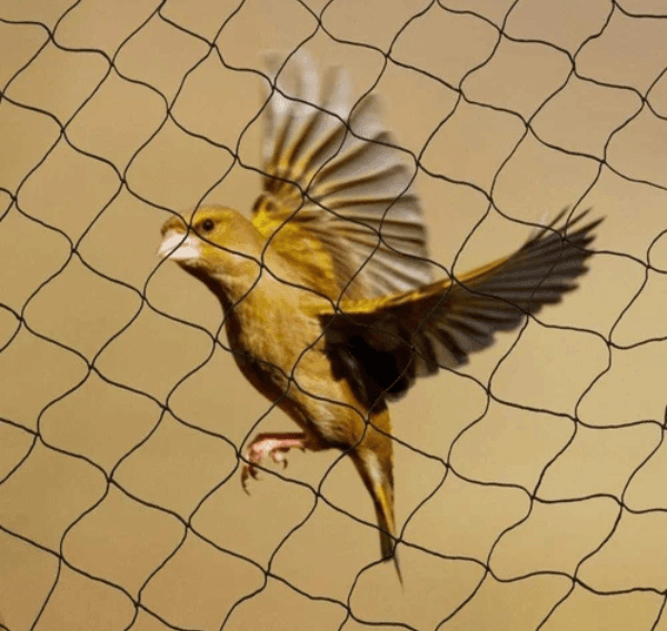 antibirdnets