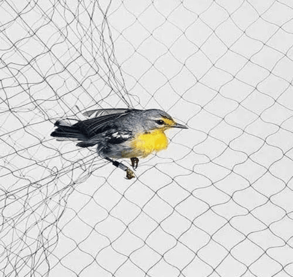 birdprotectionnets