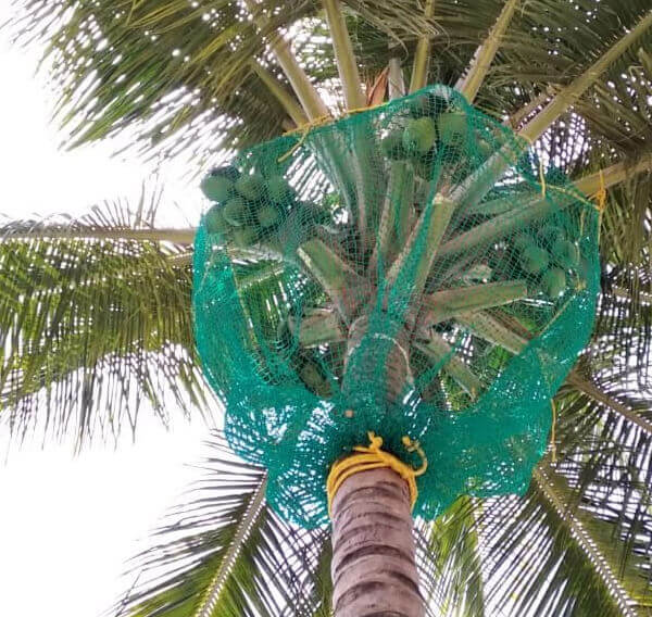 coconut-nets (1)