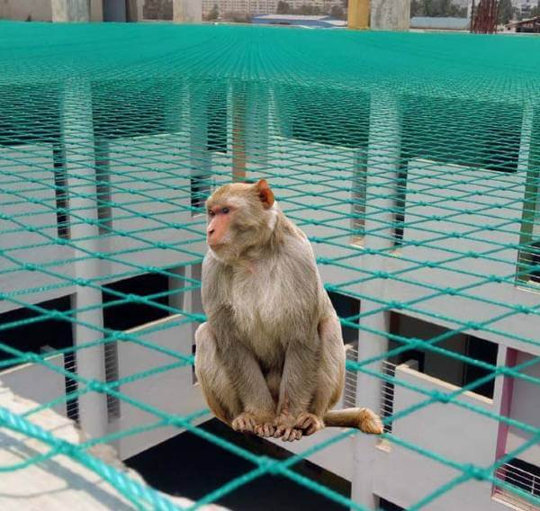 monkeysafetynets