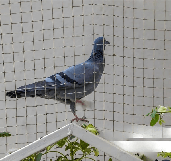 pigeonsafetynets